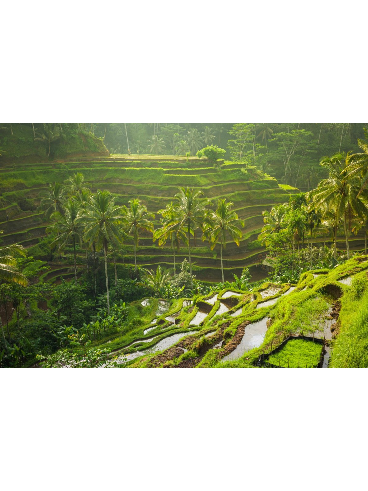 Jalur Shortcut Denpasar - Ubud Estetik Asik